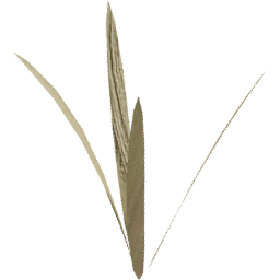 Strands Dry Lolium perenne C spring summer