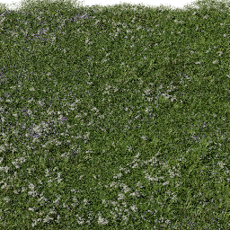 Grass Achillea B spring summer