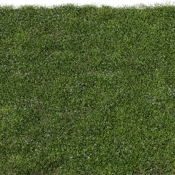 Grass Bellis C spring summer