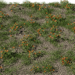 Grass Calendula D spring summer