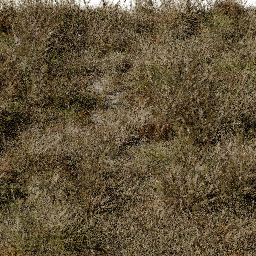 Grass Digitaria dry A autumn