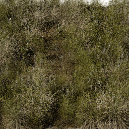 Grass Dry field C spring summer