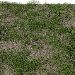 Grass European Meadow A spring summer