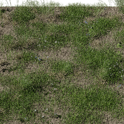 Grass European Meadow B spring summer