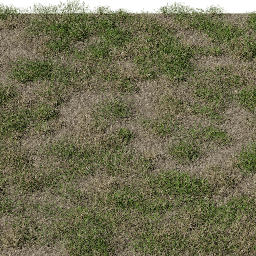 Grass Lawn Semi Dry A summer autumn
