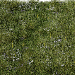 Grass Meadow flowers tall A spring summer