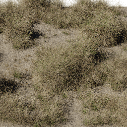 Grass Muhlenbergia dry A spring summer autumn