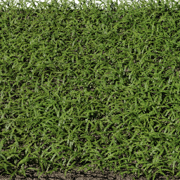 Grass Strands Bent B spring summer