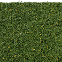 Grass Teraxacum C spring summer