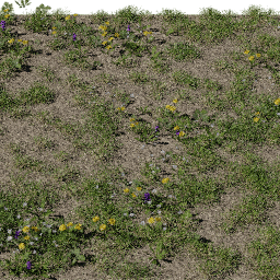 Grass Wildflowers A spring summer