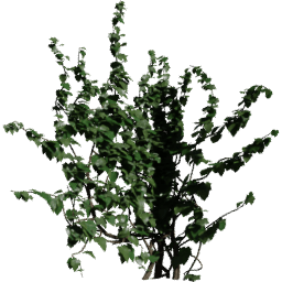 Corner in Hedera helix A spring summer autumn