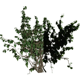Corner out Hedera helix A spring summer autumn