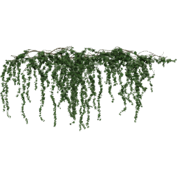 Hanging Hedera helix B spring summer autumn