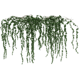 Hanging Hedera helix C spring summer autumn