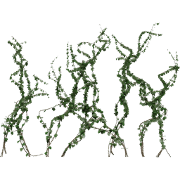 Loose Hedera helix C spring summer autumn