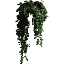 Pot Hedera helix A spring summer autumn