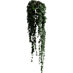 Pot Hedera helix C spring summer autumn