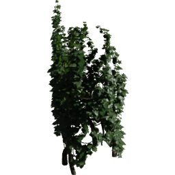 Tree Hedera helix A spring summer autumn
