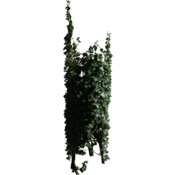Tree Hedera helix B spring summer autumn