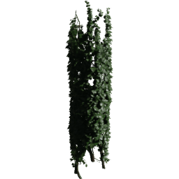 Tree Hedera helix C spring summer autumn