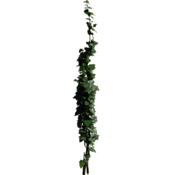 Wire Hedera helix A spring summer autumn