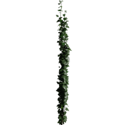 Wire Hedera helix B spring summer autumn