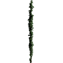 Wire Hedera helix C spring summer autumn