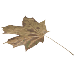Acer saccharum B autumn