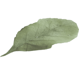 Fagus sylvatica A spring summer autumn winter