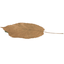 Fagus sylvatica B autumn