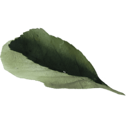 Fagus sylvatica B spring summer autumn winter