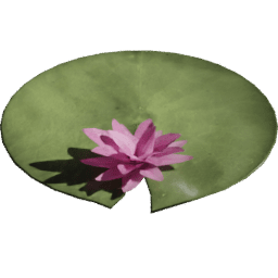 Blooming Nymphaea alba A spring summer