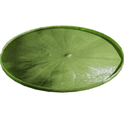 Victoria amazonica B spring summer