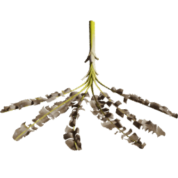 Musa acuminata fallen A spring summer autumn