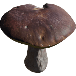 Boletus edulis A spring summer autumn winter