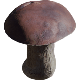 Boletus edulis B spring summer autumn winter