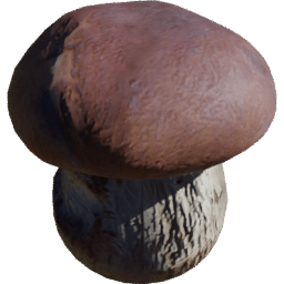 Boletus edulis C spring summer autumn winter