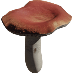 Russula emetica C spring summer autumn winter