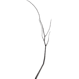 Populus tremuloides A spring summer autumn
