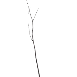 Populus tremuloides B spring summer autumn