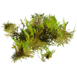 Rhytidiadelphus squarrosus B spring summer autumn