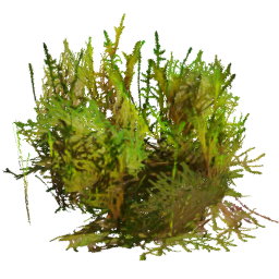 Rhytidiadelphus squarrosus E spring summer autumn