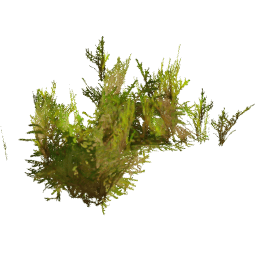 Rhytidiadelphus squarrosus F spring summer autumn