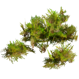 Rhytidiadelphus squarrosus H spring summer autumn