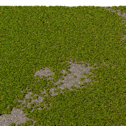 Moss Rhytidiadelphus A spring summer autumn