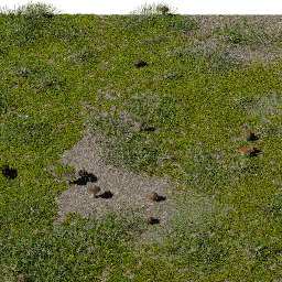 Moss Rhytidiadelphus B spring summer autumn