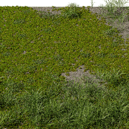 Moss Rhytidiadelphus C spring summer autumn