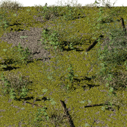 Moss Tortula ruralis C spring summer autumn