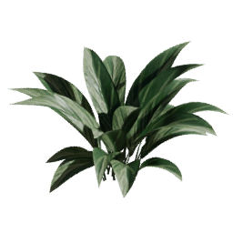 Aspidistra elatior A spring summer autumn
