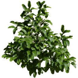 Coffea arabica A spring summer